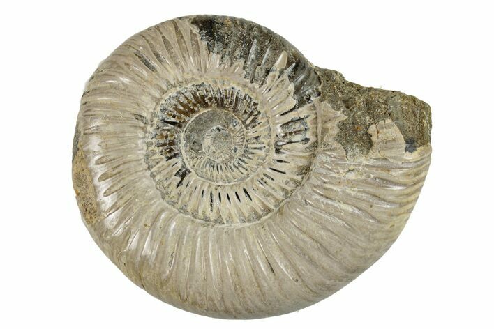 Polished Jurassic Ammonite (Perisphinctes) - Madagascar #270923